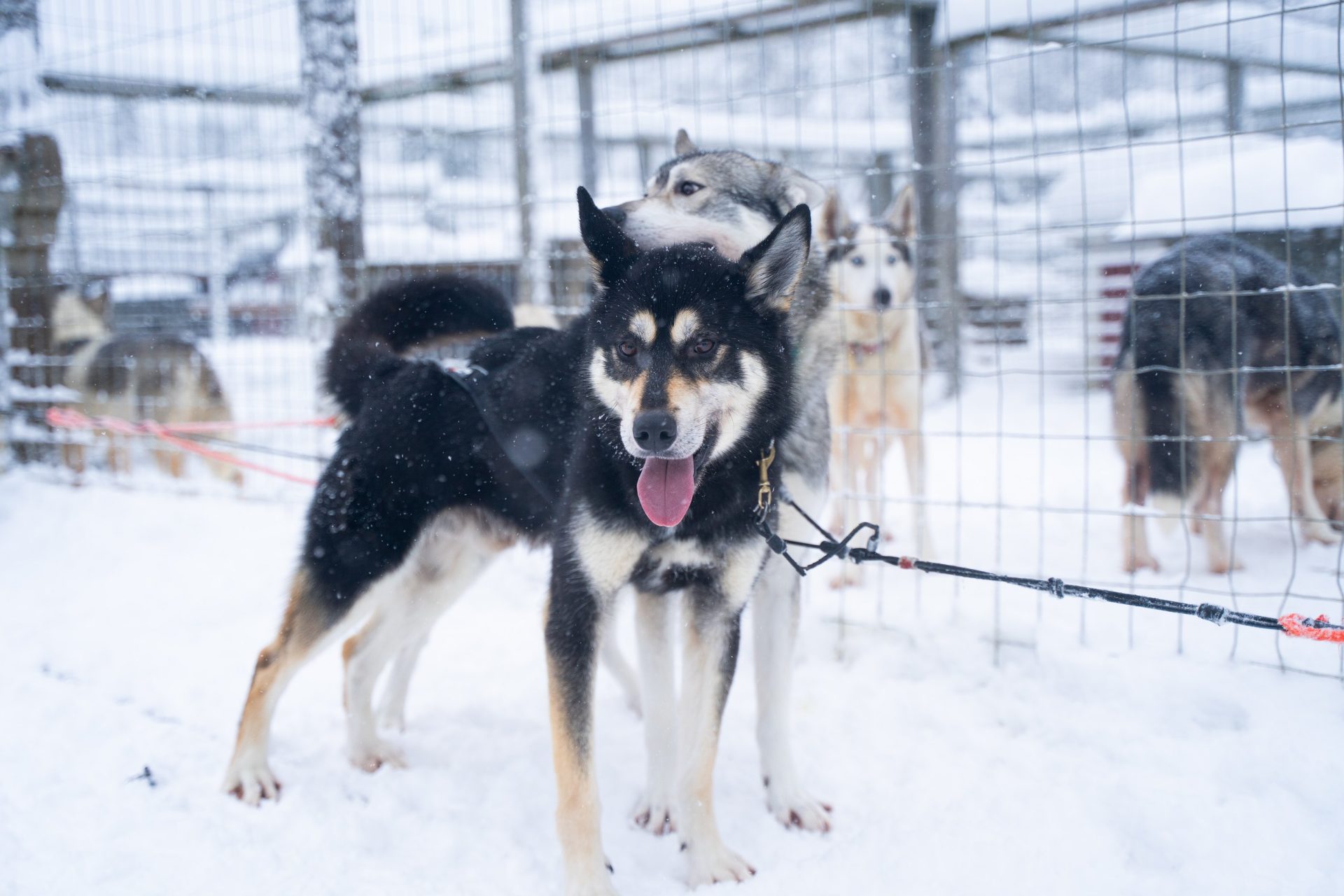 In Finland’s Lapland, a leap of faith and a husky safari with heart